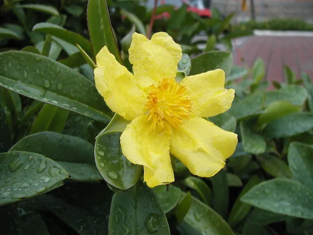 Hibbertia scandens