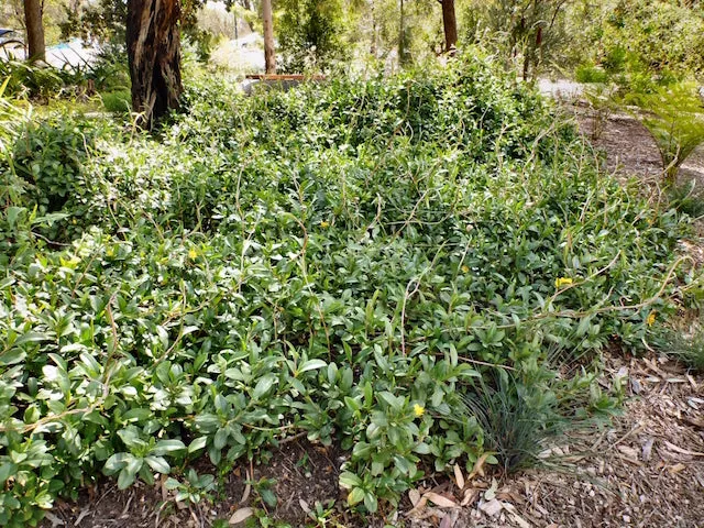 Hibbertia scandens